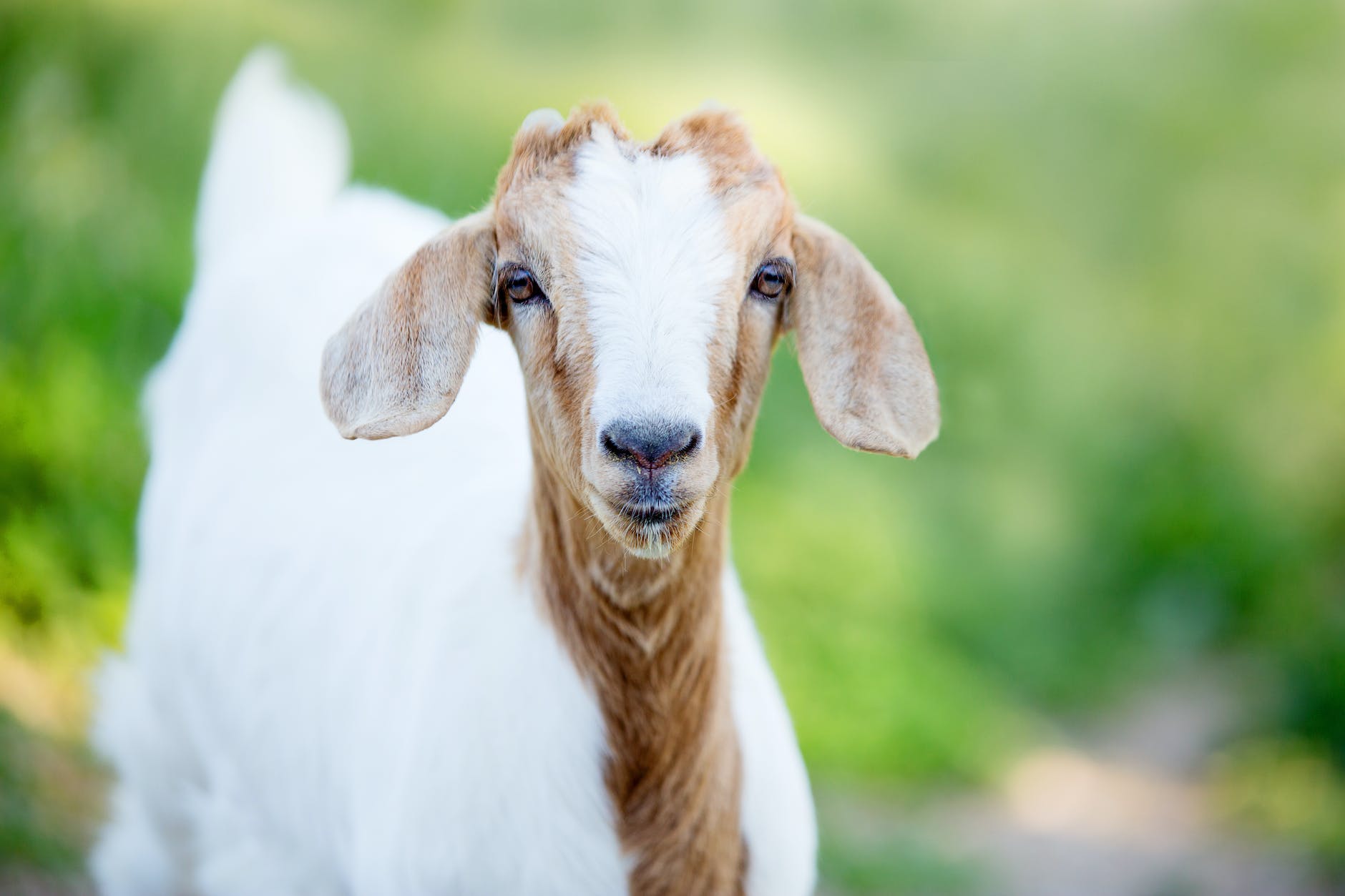 selective focus photography white and brown goat