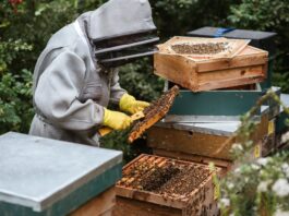 unrecognizable beekeeper harvesting honey in apiary